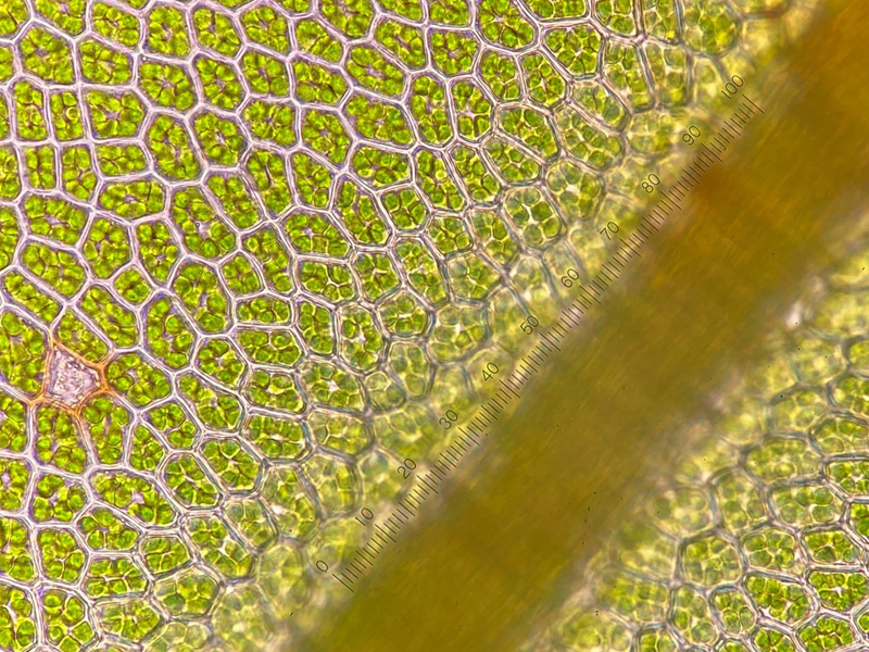 Mnium spinulosum
